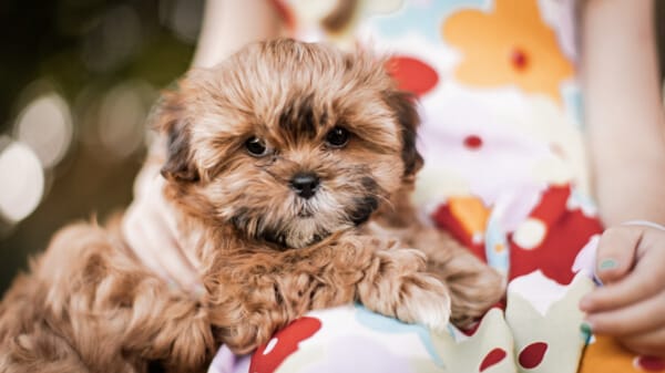 cute teacup habibi bear puppy - the hypoallergenic teddy bear breed