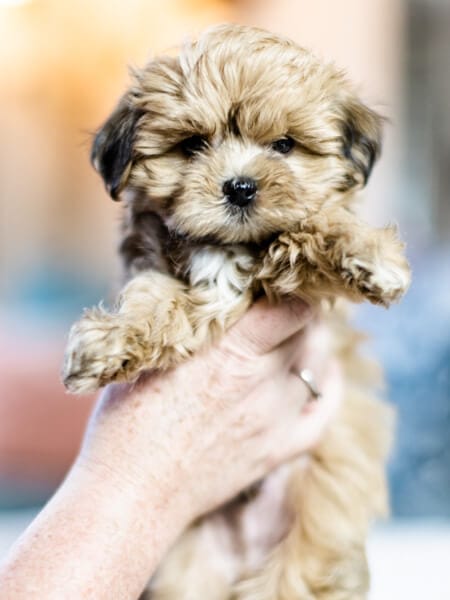 Sable hypoallergenic teacup Habibi Bear Puppy