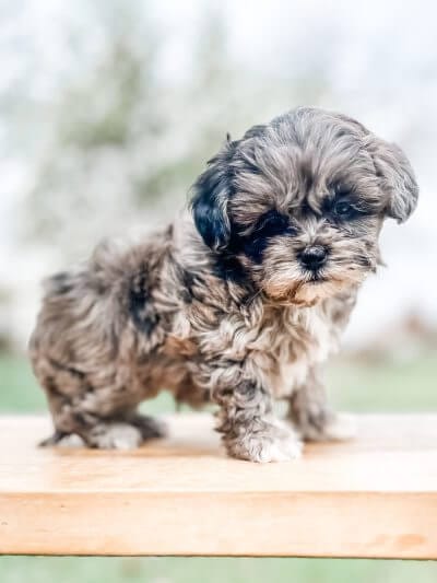 chocolate tuxedo habibi bear puppy