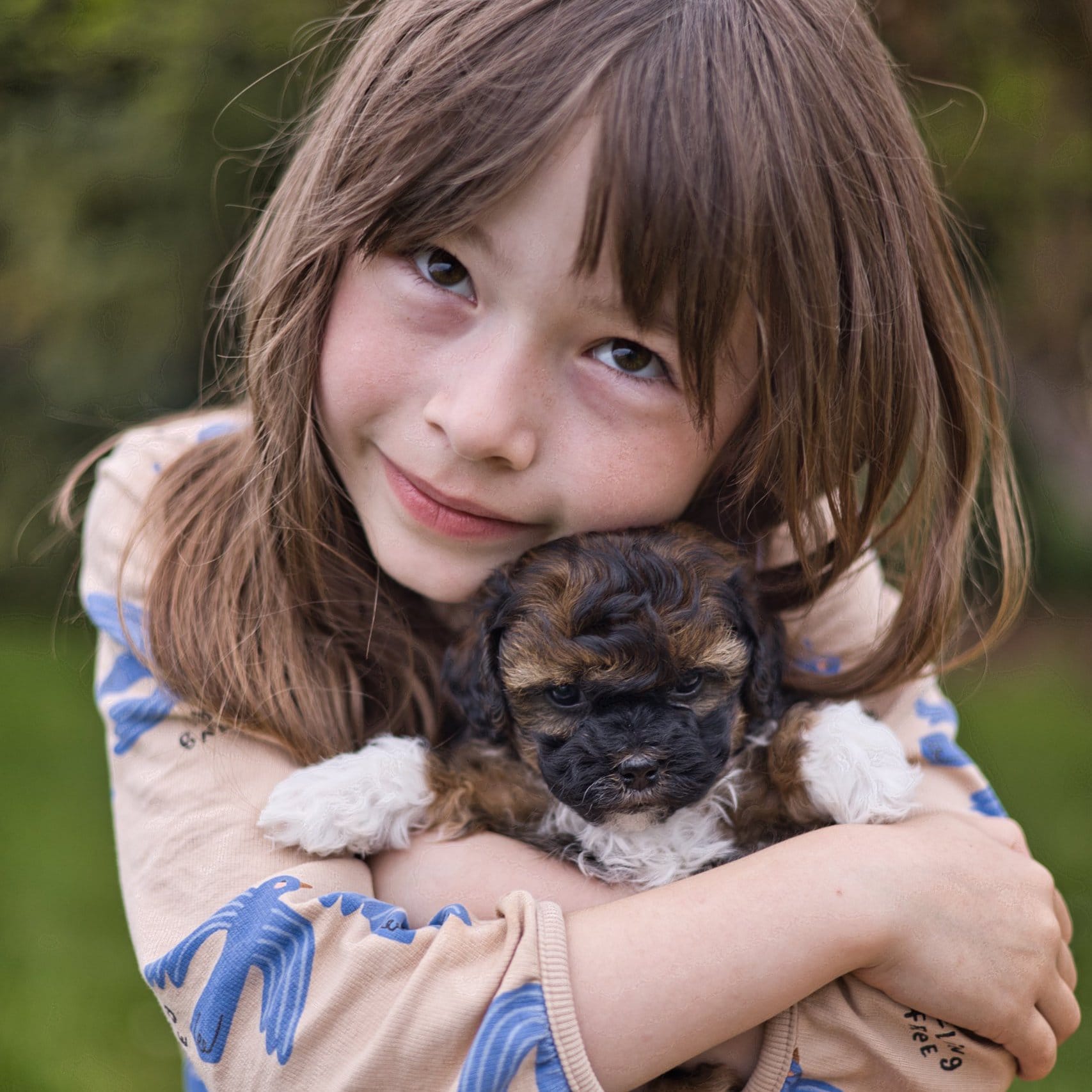 habibi bear puppy therapy dog