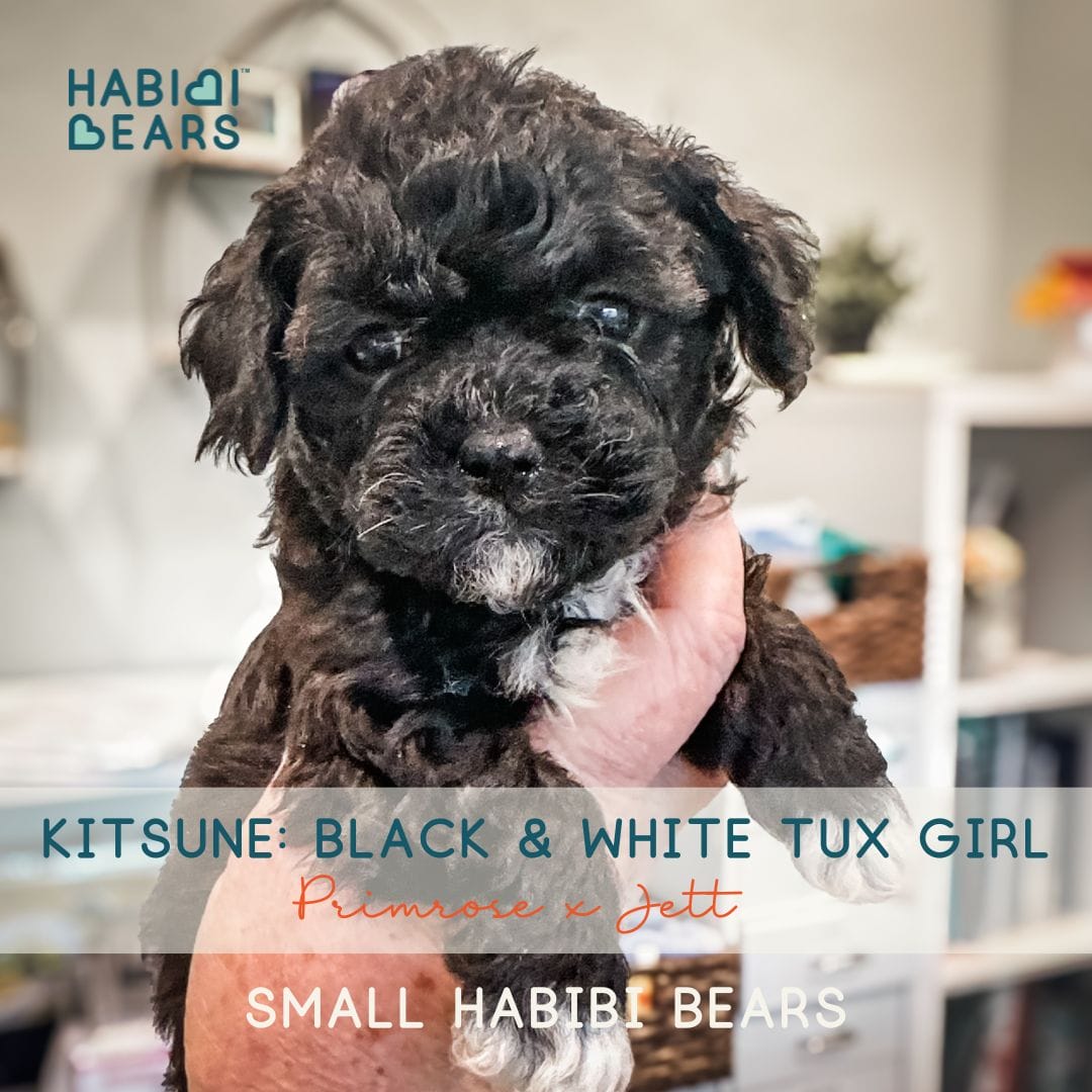 habibi bear puppy therapy dog