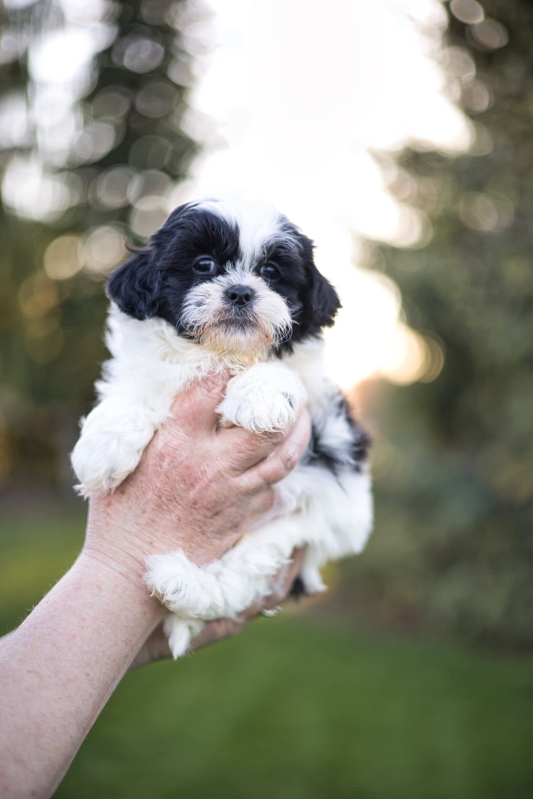 chocolate tuxedo habibi bear puppy