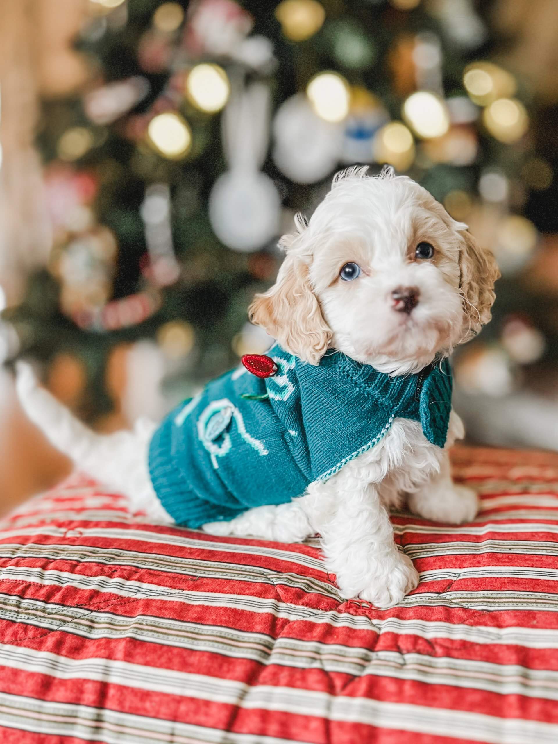 habibi bear puppy therapy dog