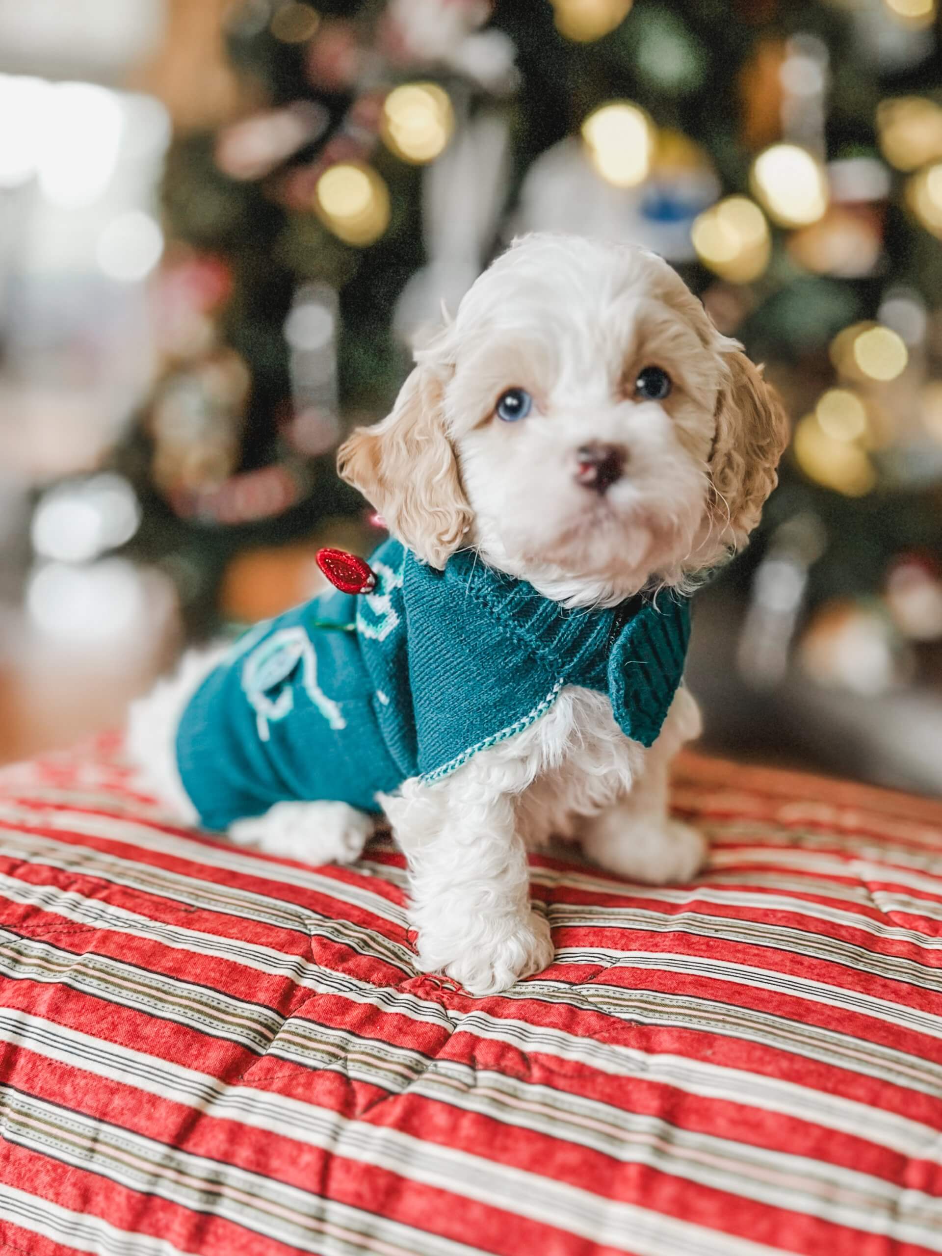 habibi bear puppy therapy dog