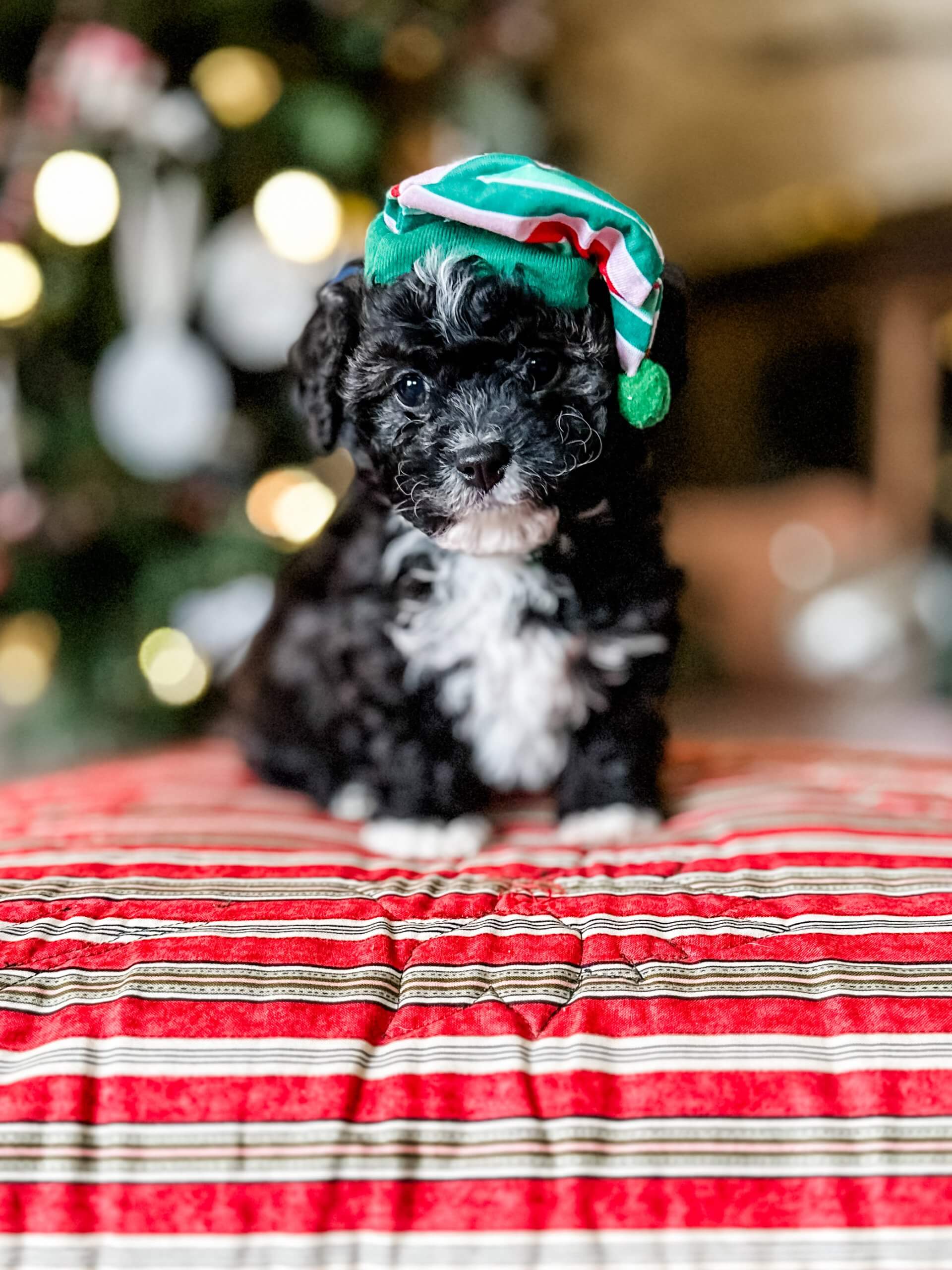 habibi bear puppy therapy dog