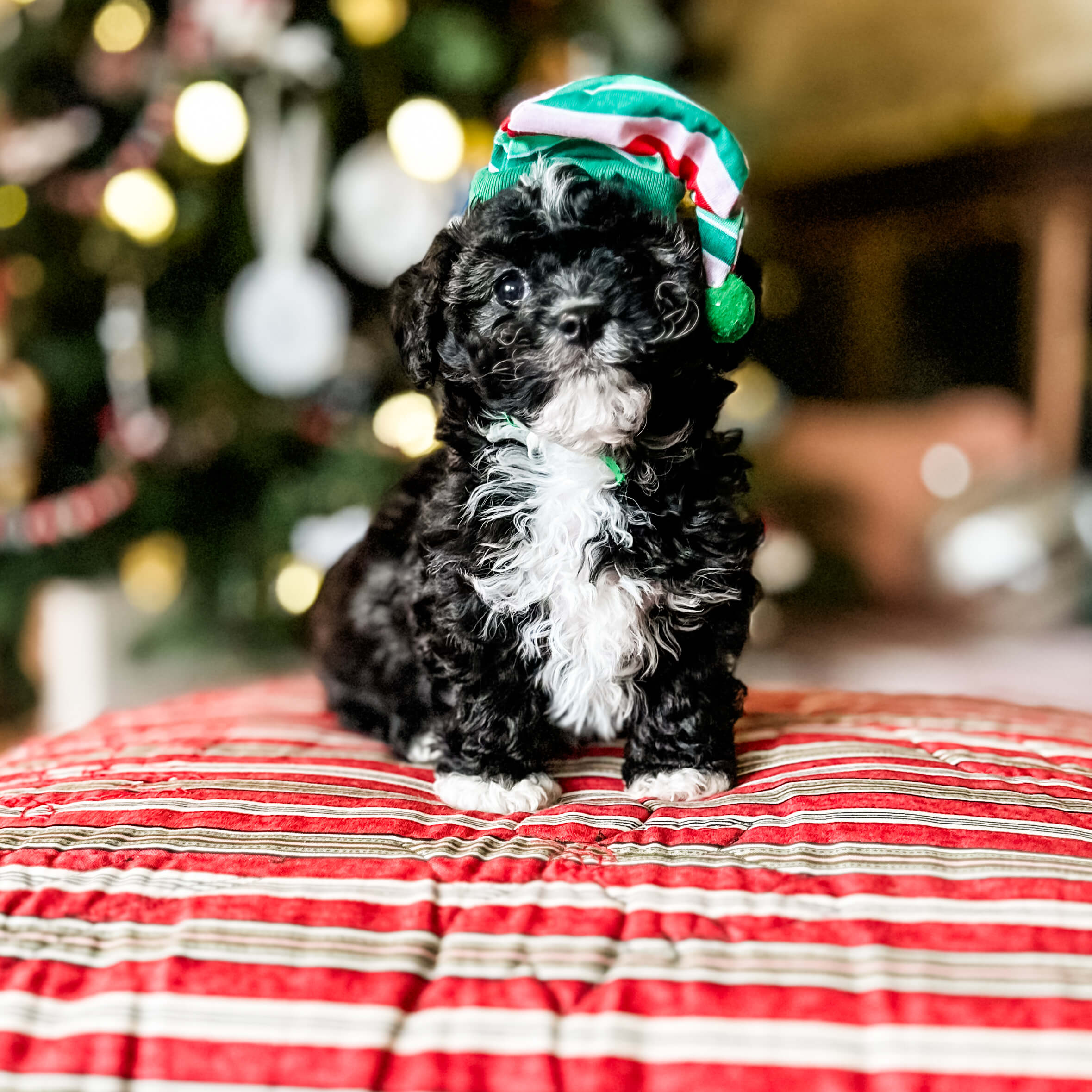 habibi bear puppy therapy dog