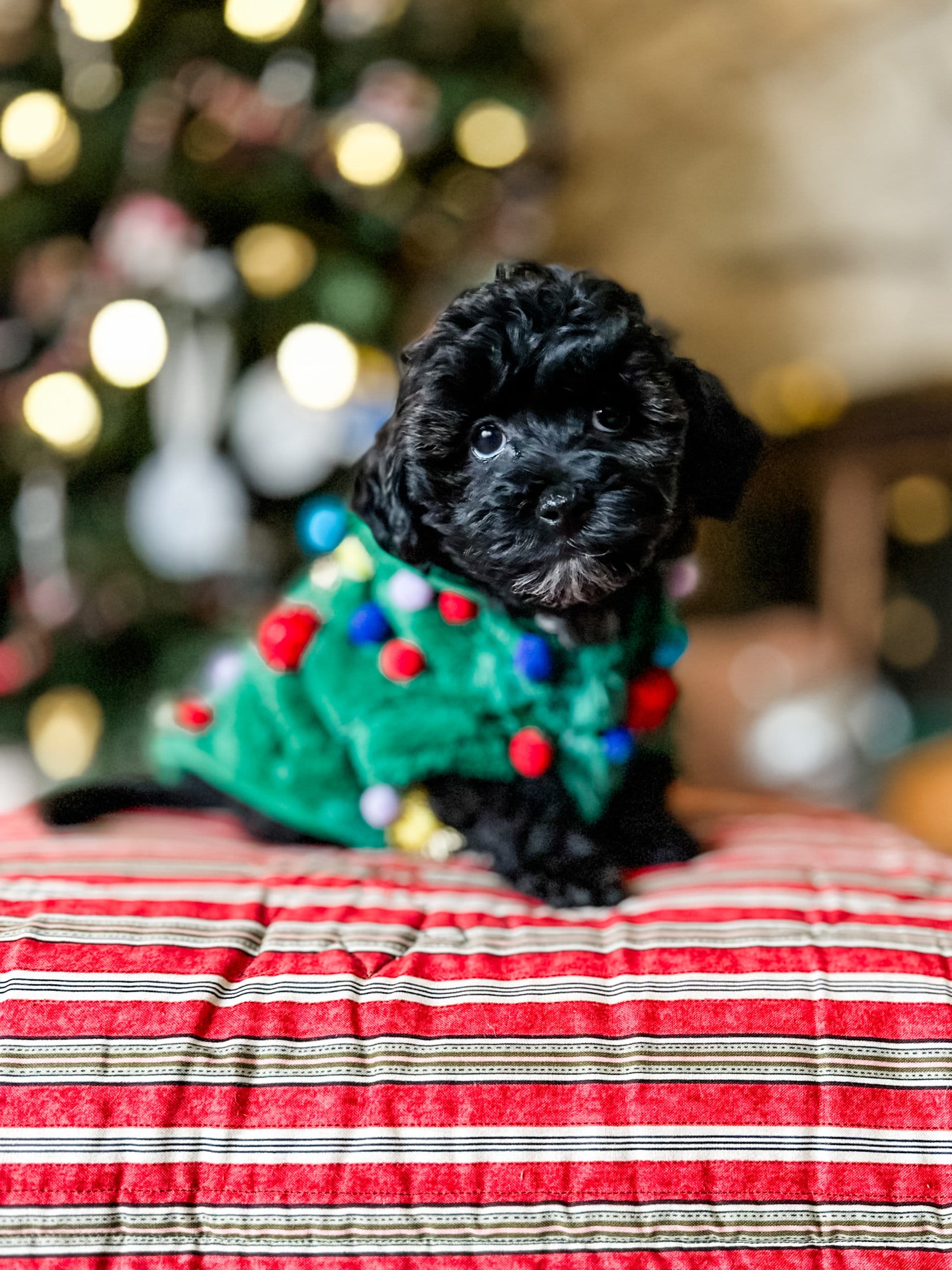 habibi bear puppy therapy dog