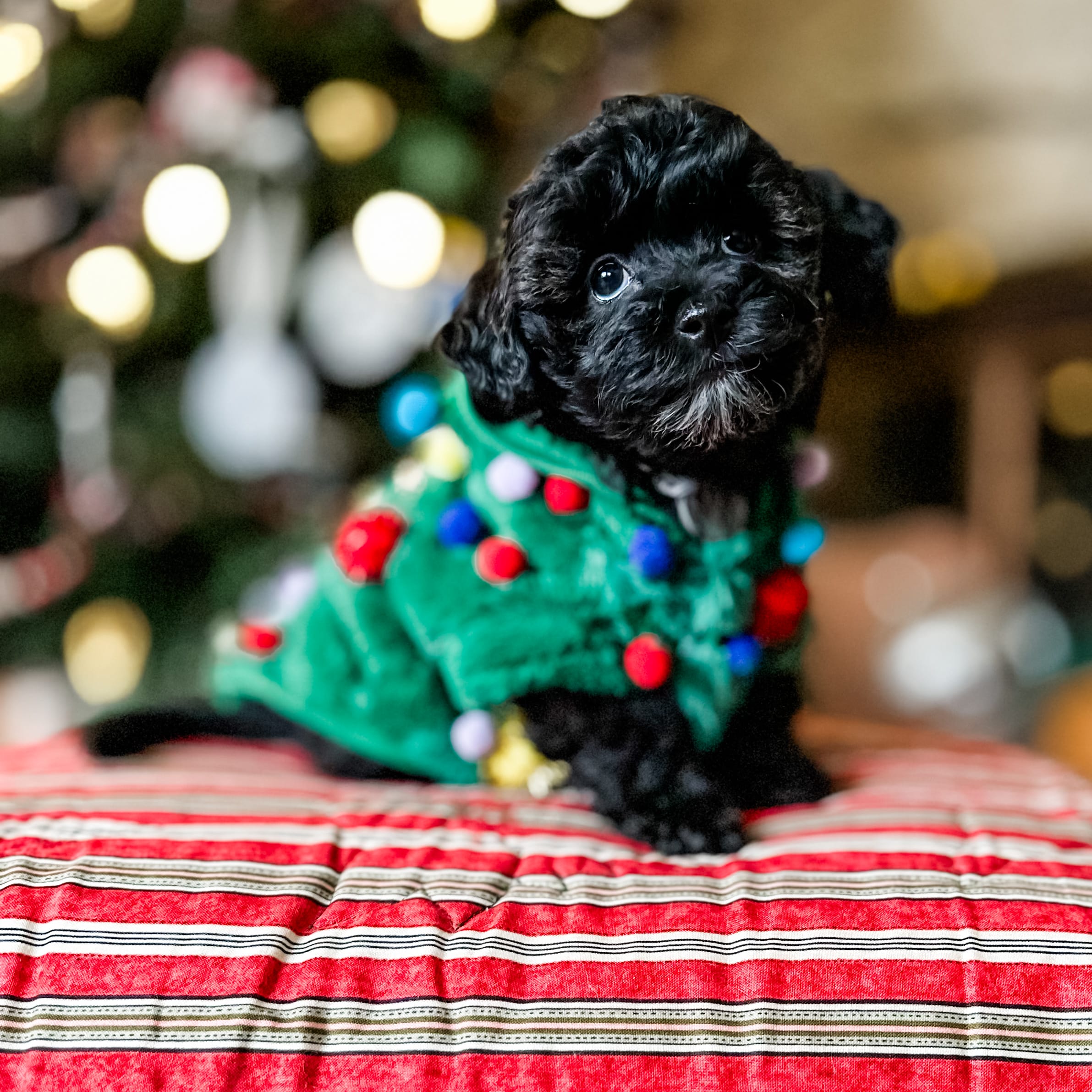 habibi bear puppy therapy dog