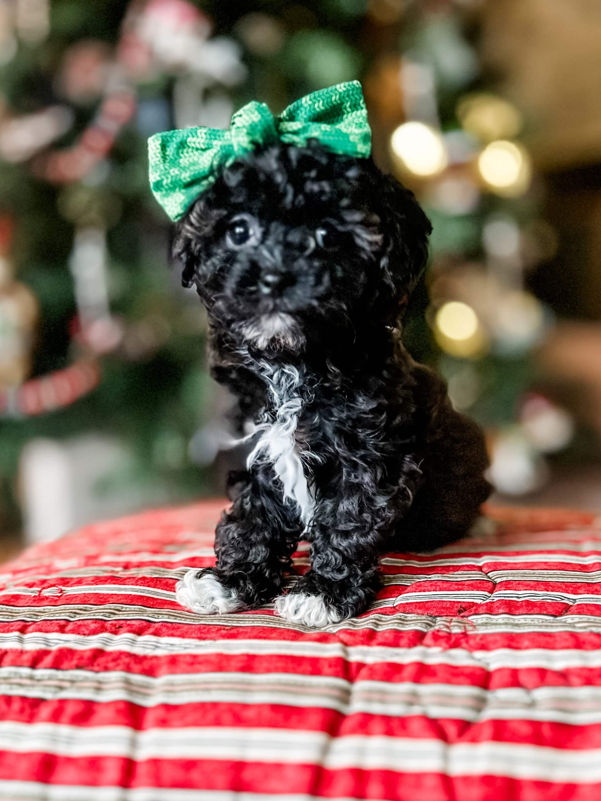 habibi bear puppy therapy dog