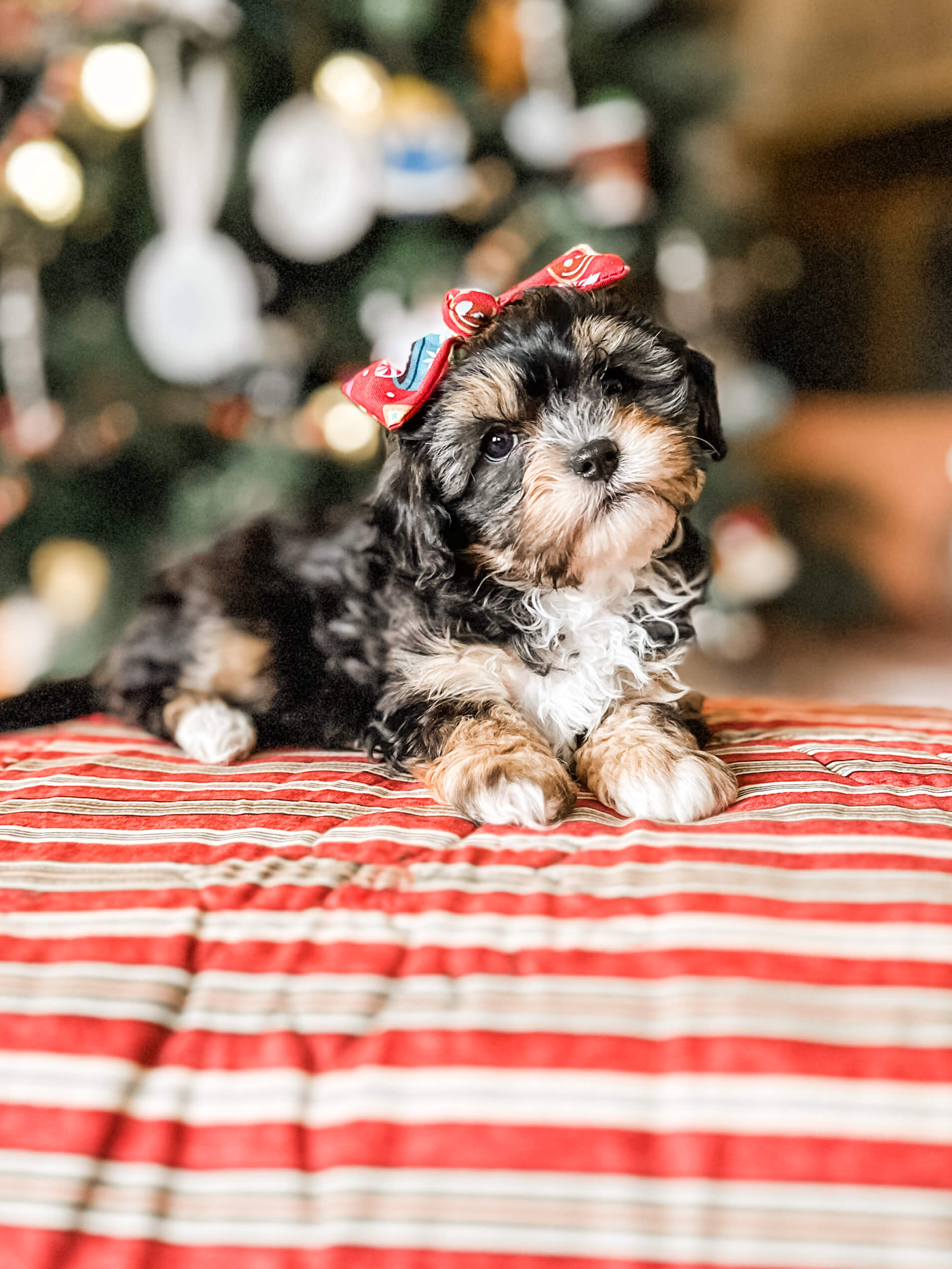 habibi bear puppy therapy dog