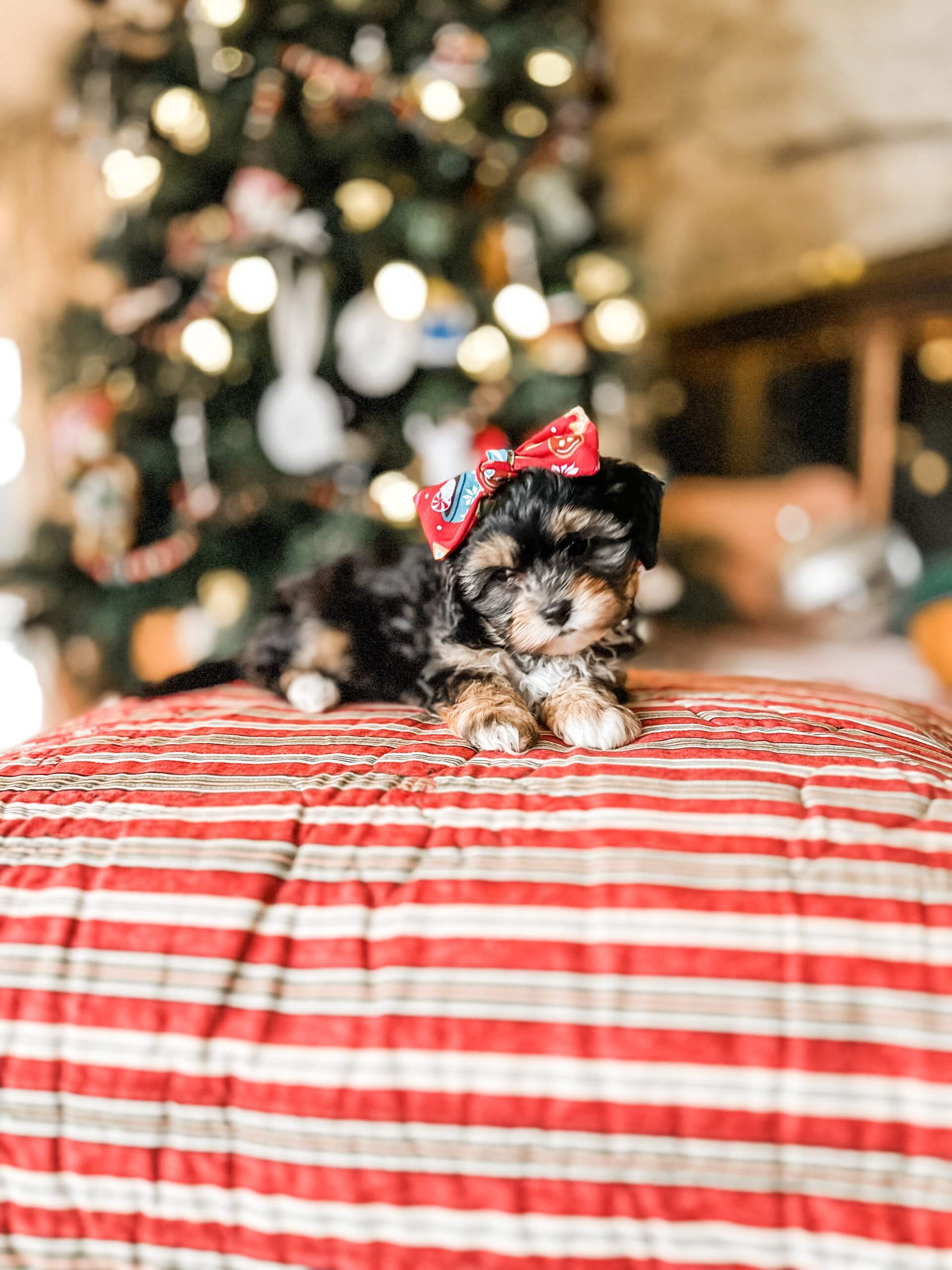 habibi bear puppy therapy dog