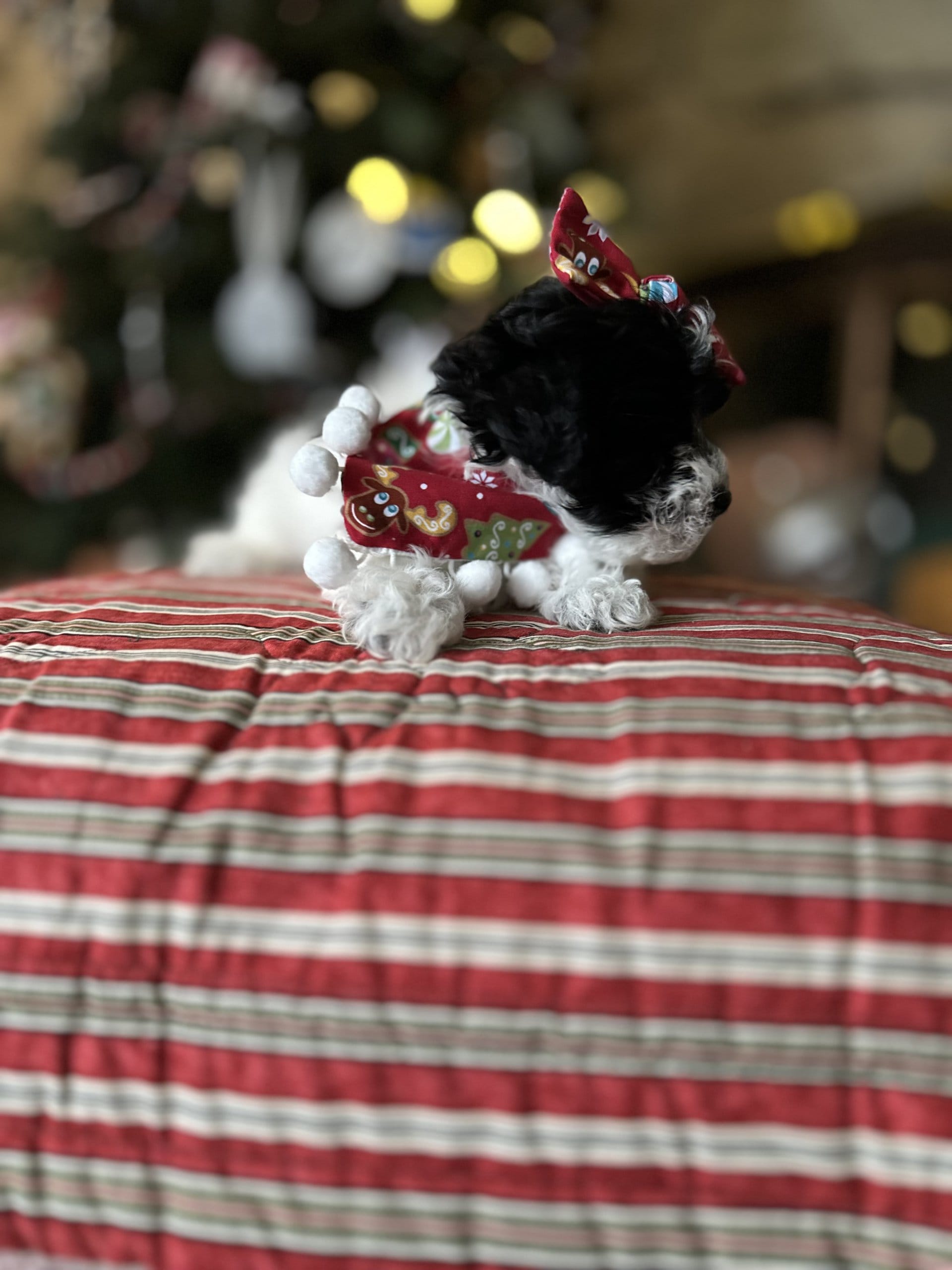 habibi bear puppy therapy dog