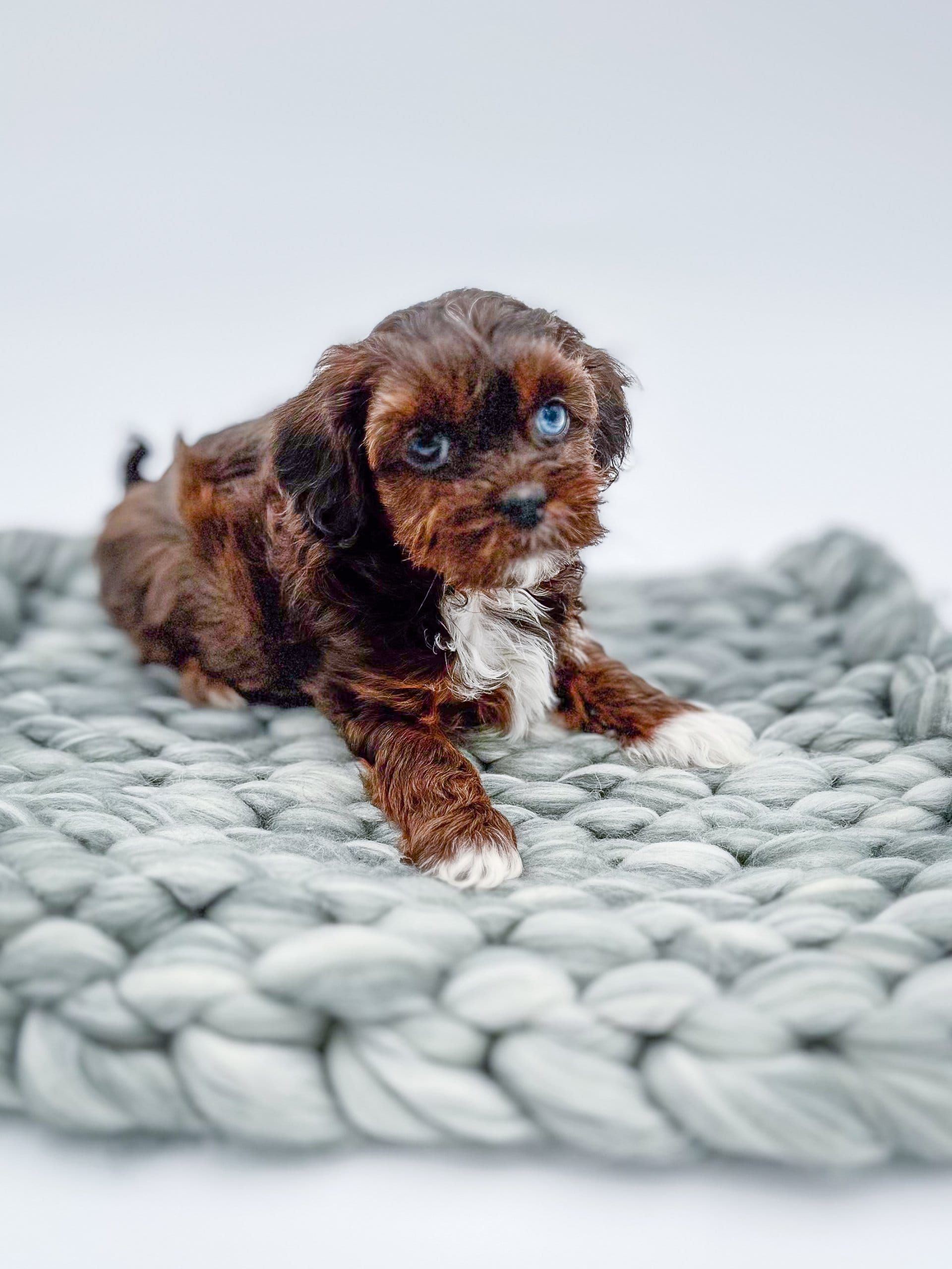 habibi bear puppy therapy dog