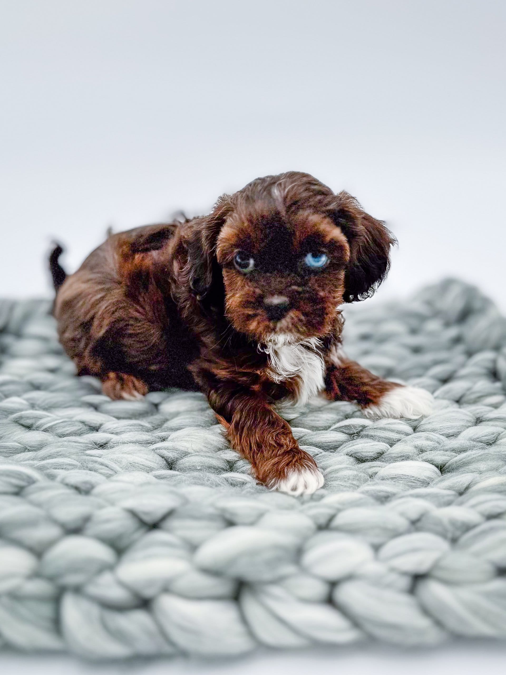 habibi bear puppy therapy dog