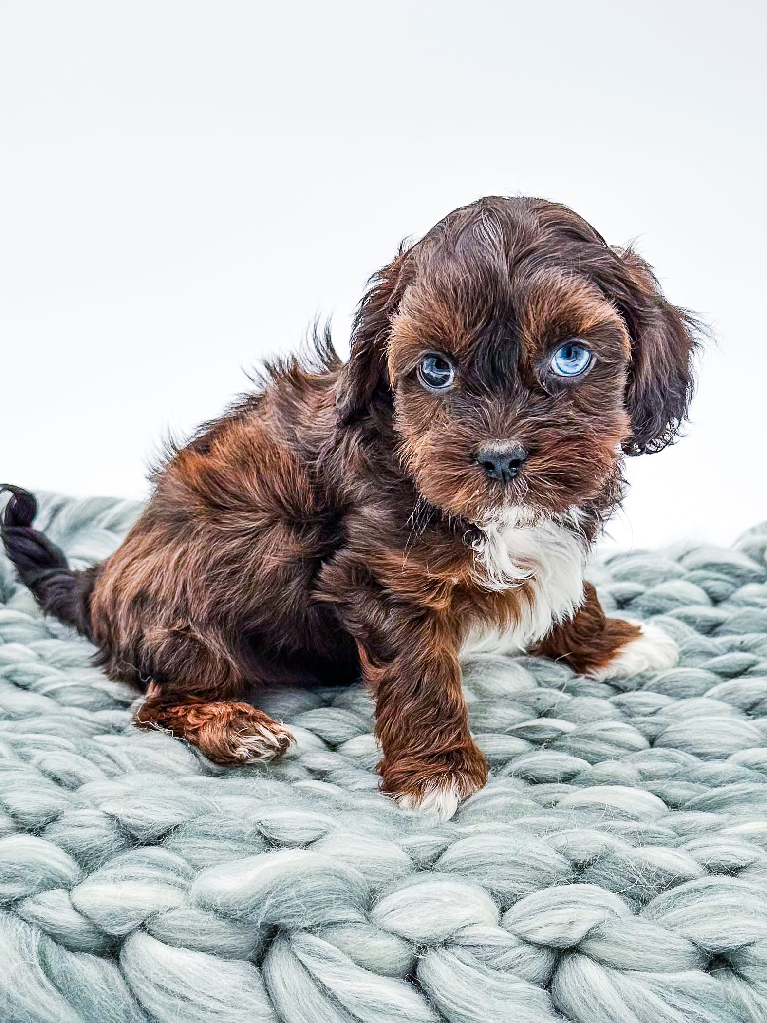 habibi bear puppy therapy dog