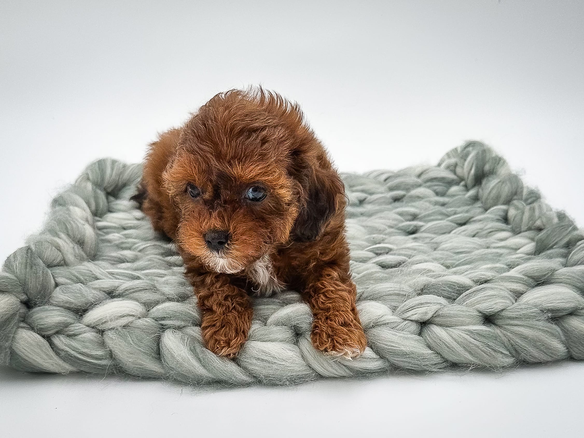 habibi bear puppy therapy dog