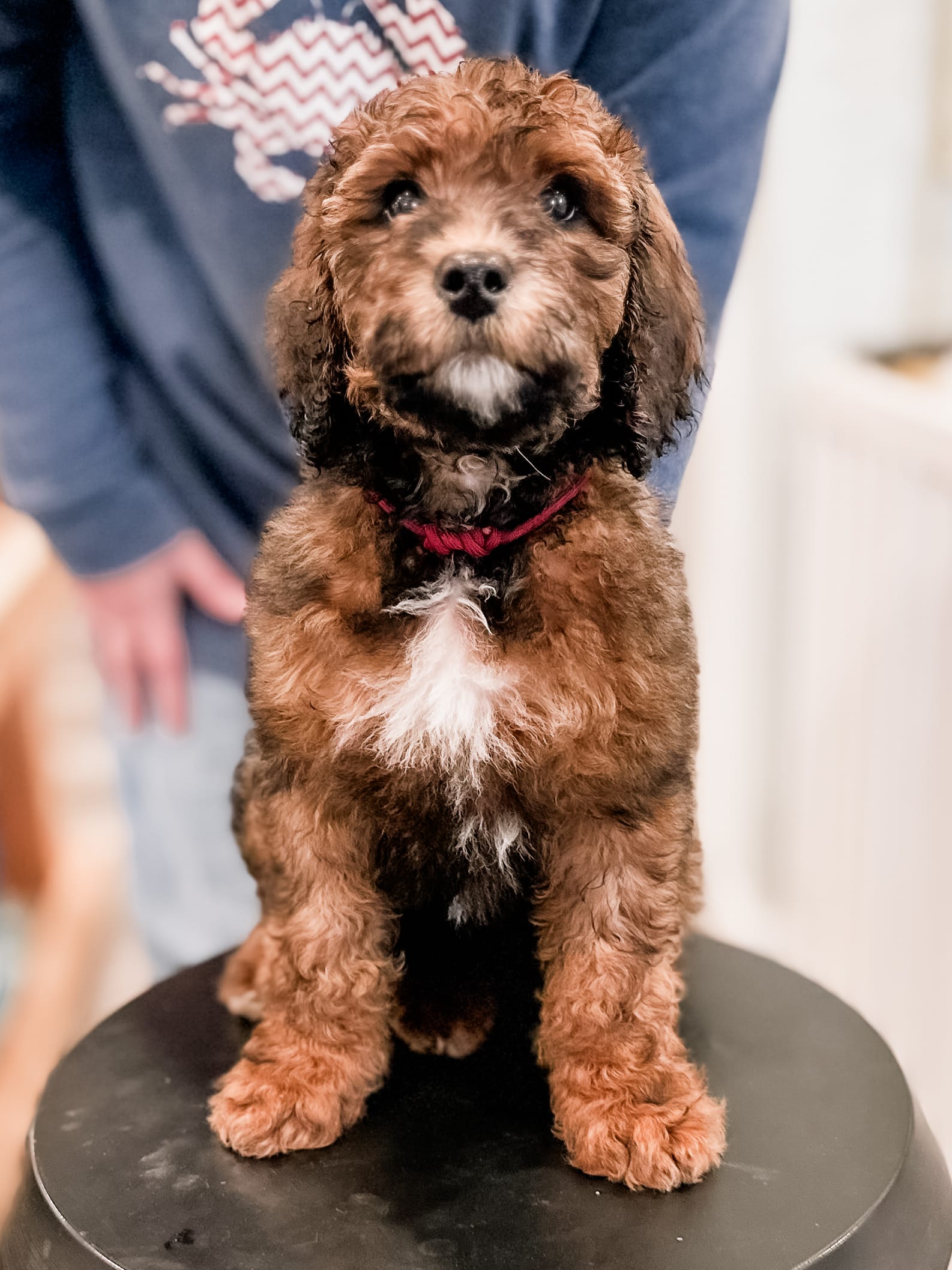 habibi bear puppy therapy dog