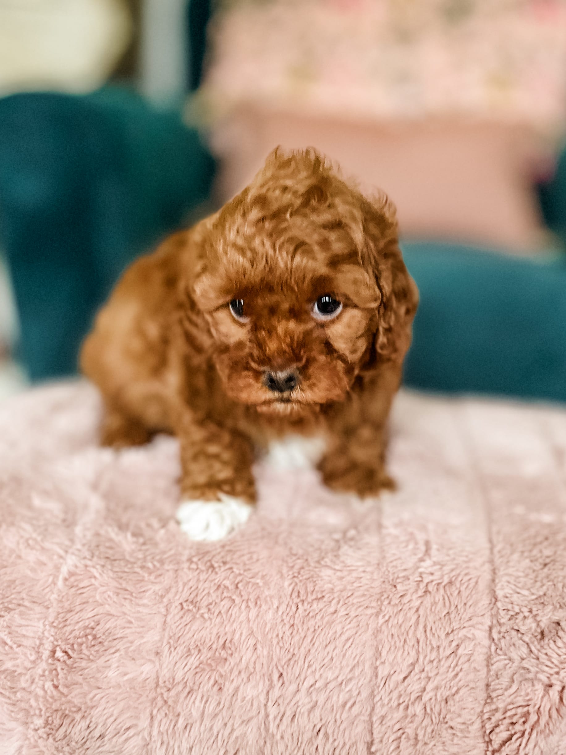 habibi bear puppy therapy dog