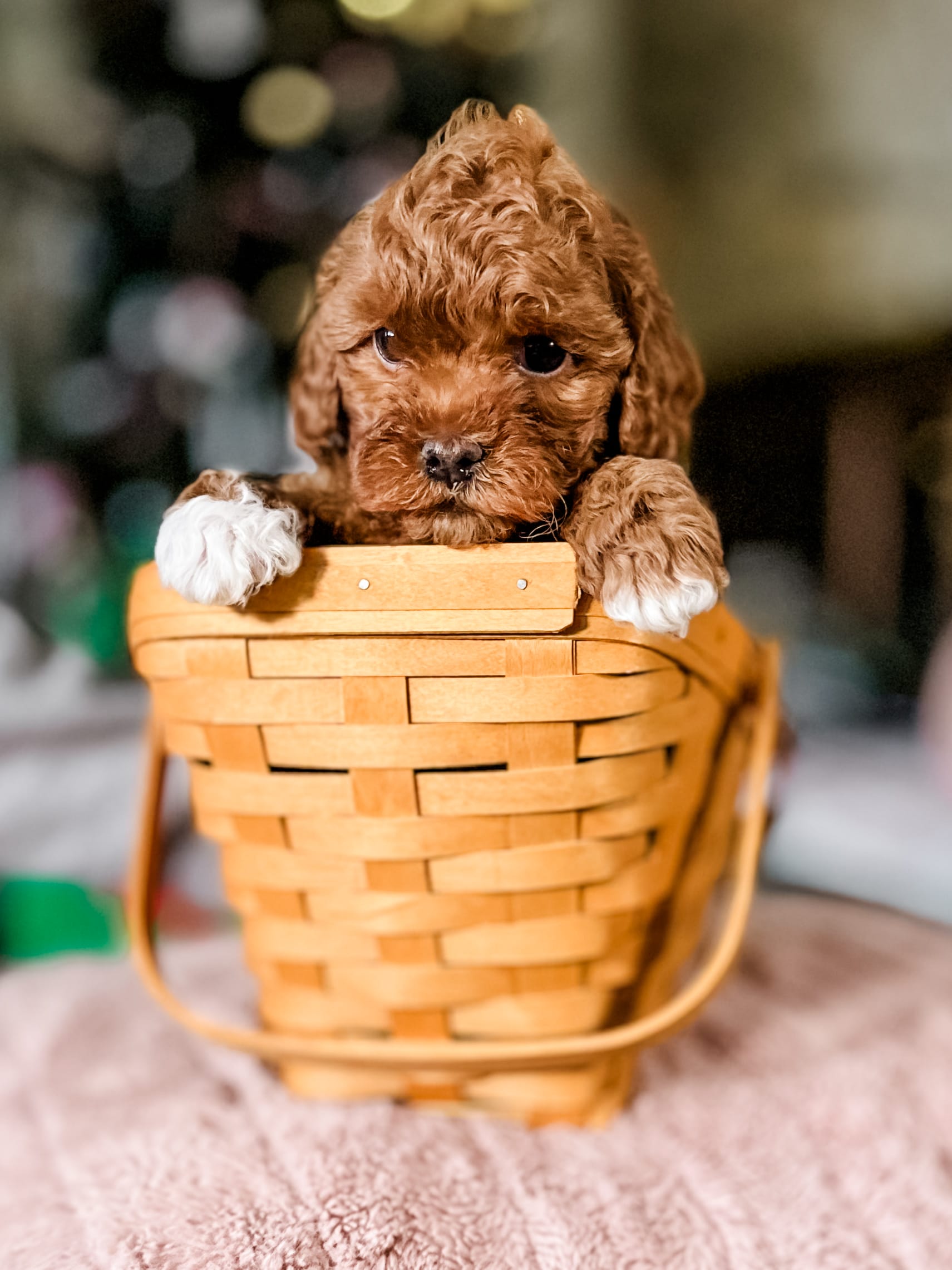 habibi bear puppy therapy dog