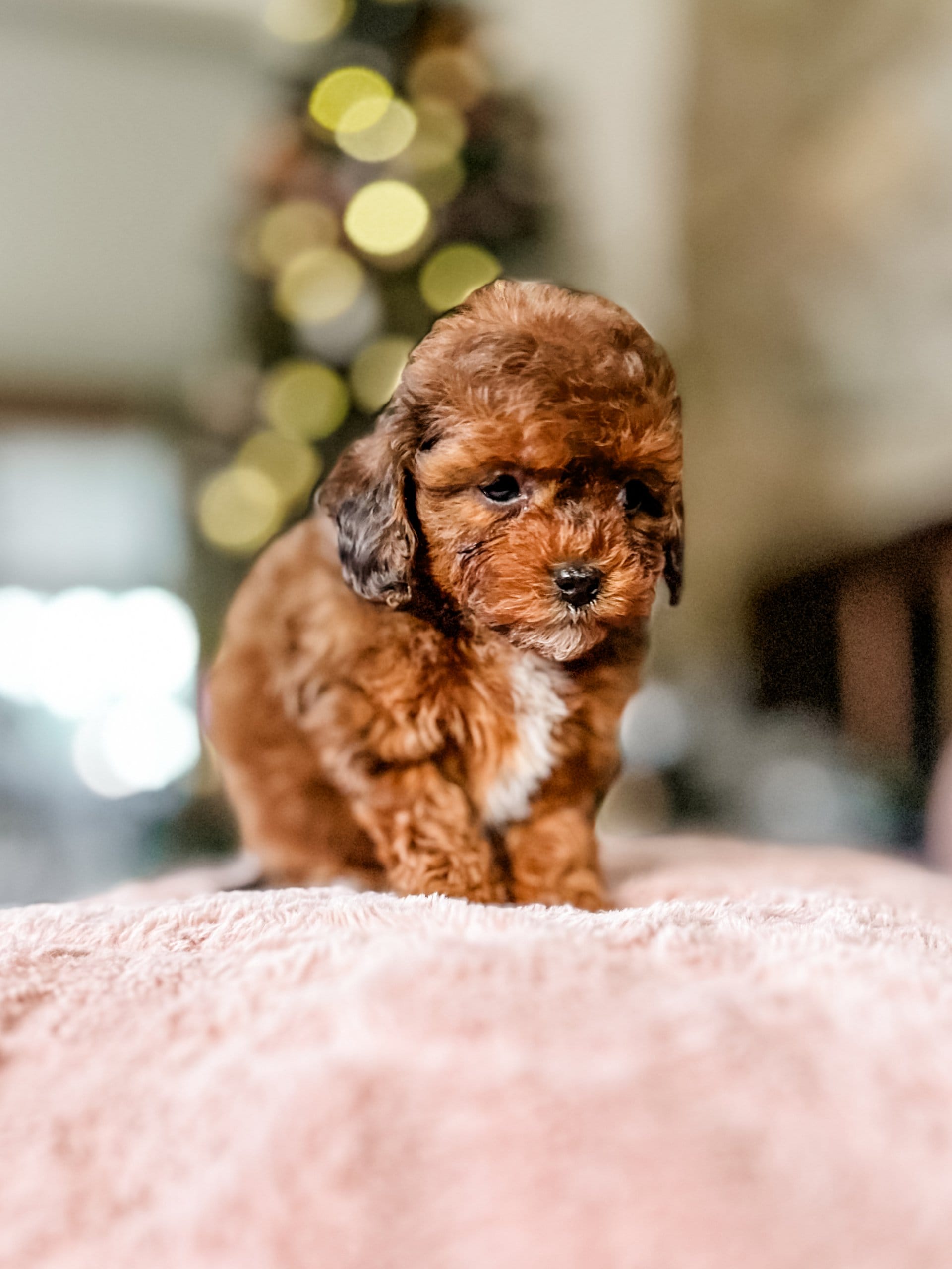 habibi bear puppy therapy dog