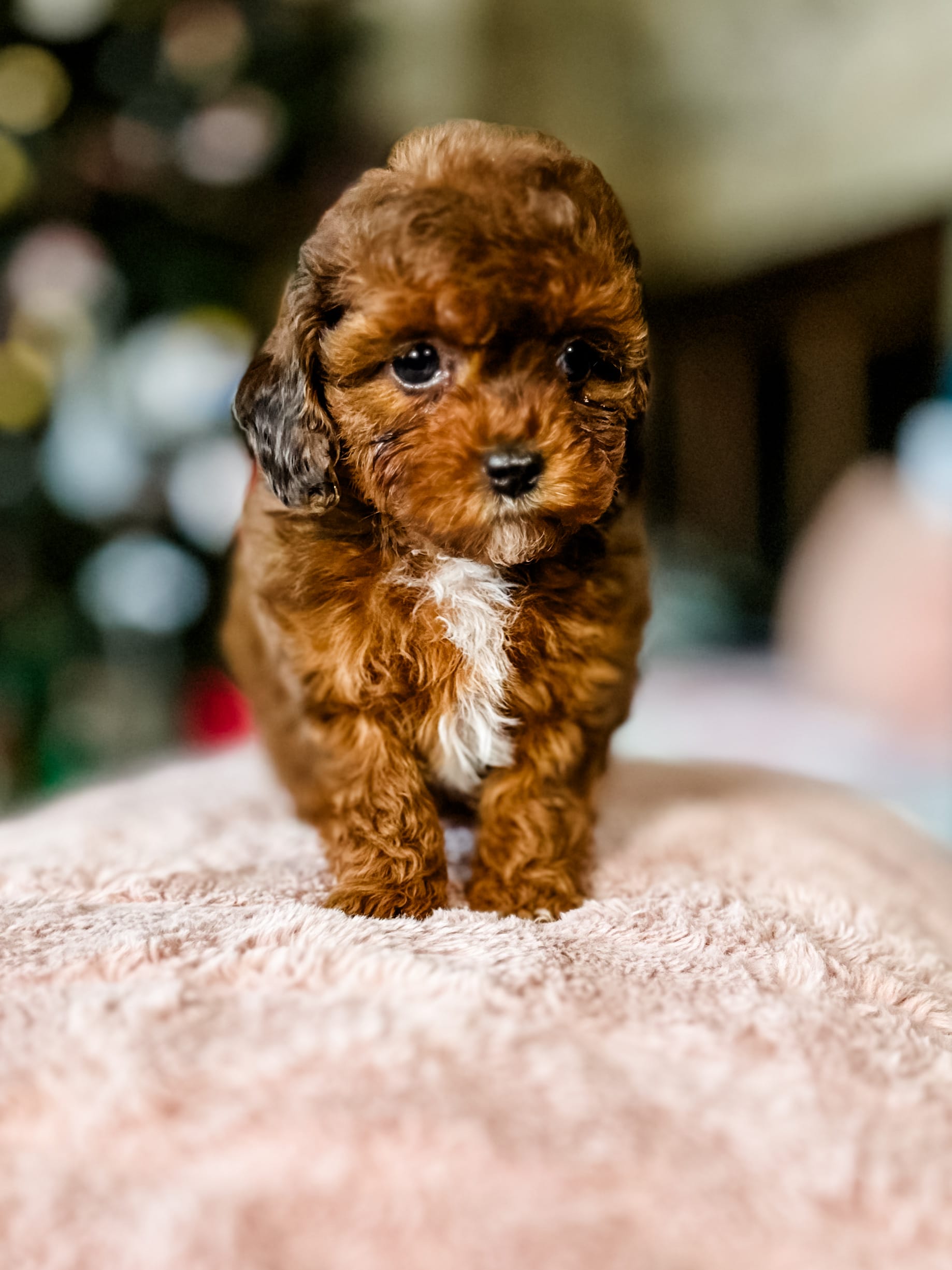 habibi bear puppy therapy dog