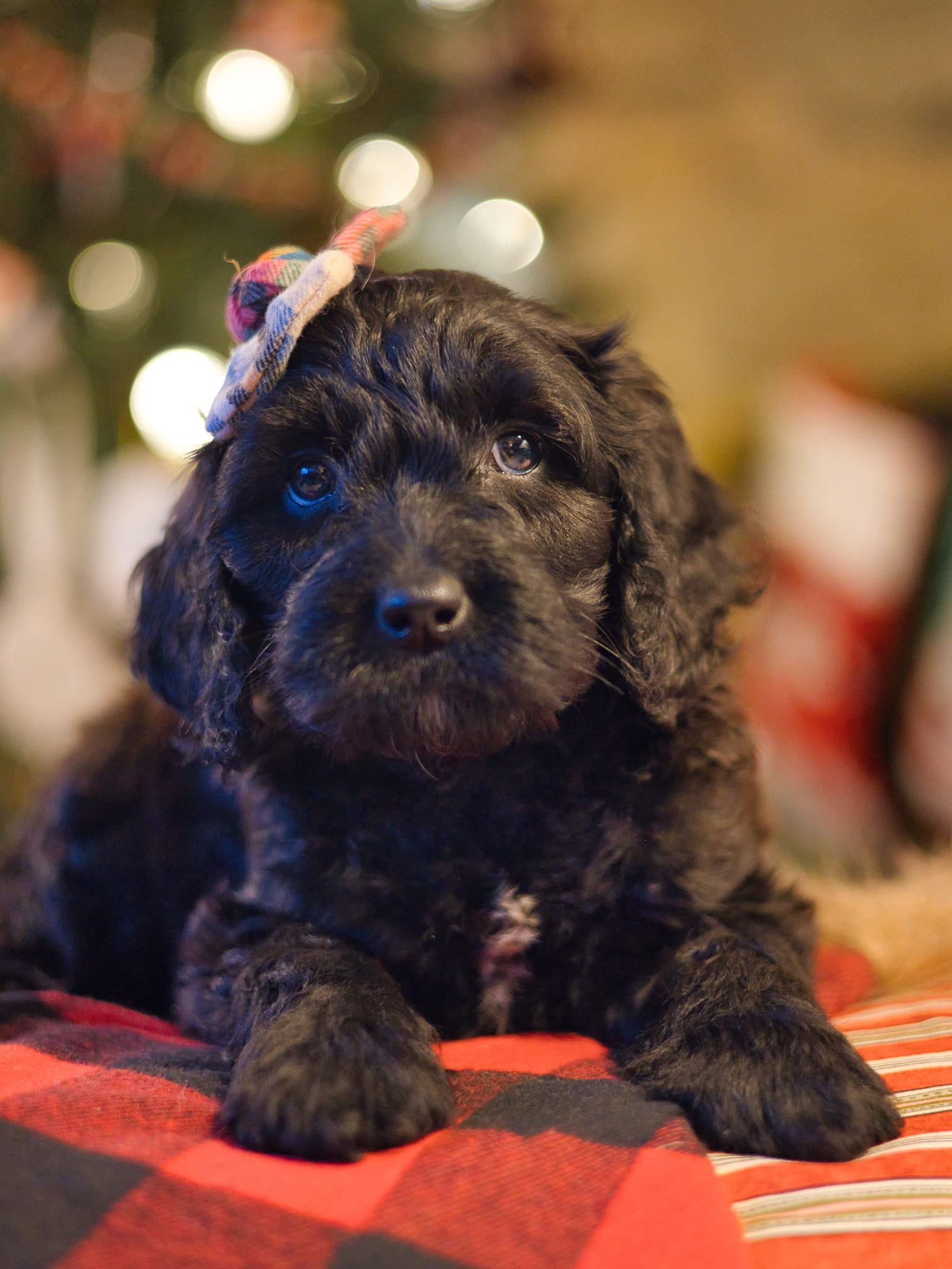 habibi bear puppy therapy dog