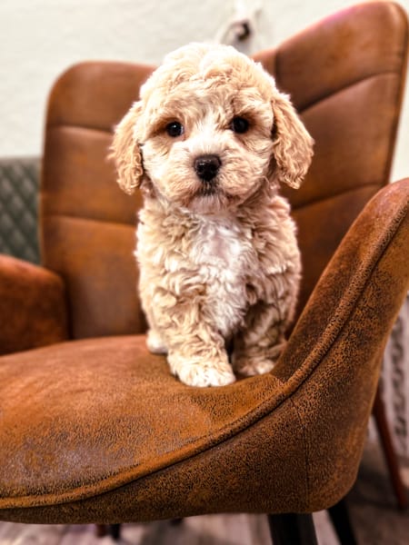 habibi bear puppy therapy dog