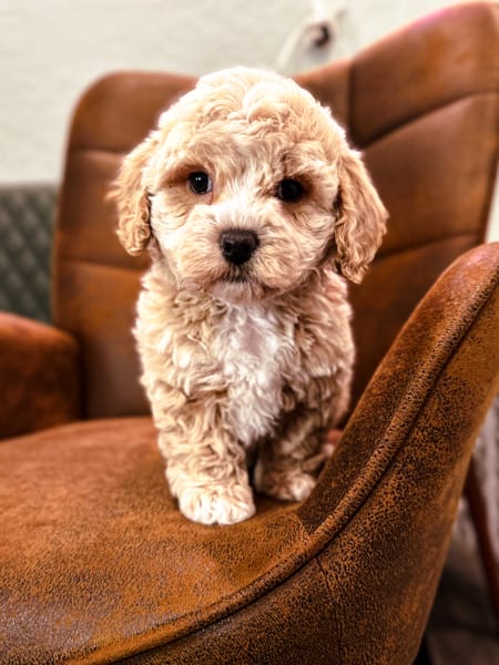 habibi bear puppy therapy dog