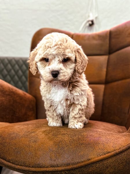 habibi bear puppy therapy dog