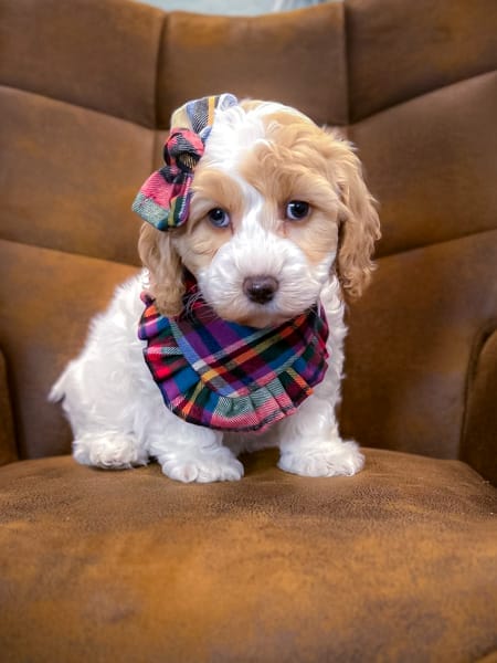 habibi bear puppy therapy dog