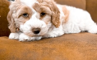#151 – How to Create Your Heart Dog