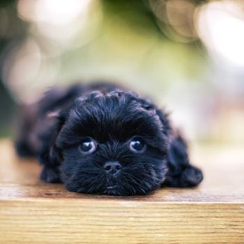 black and white Habibi bear puppy